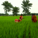 AgriculturalDevelopmentWomenFarmersBANGLADESH-1280x7205MB.wmv
