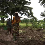 B-ROLL-200909-Tanzania-Cassava-AgDev.mp4