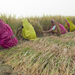 Mahadeva village, Uttar Pradesh, India