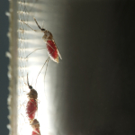 Koen Dechering, TropIQ Health Sciences