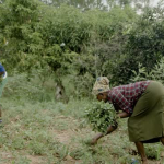 B-ROLL-2021 Kenya-Ag Crop Harvests and Livestock Selects .mp4