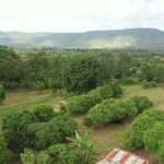 B-ROLL-2021 Kenya-Ag Drone Footage Maize Fields Selects .mp4