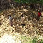 B-ROLL-2021 Kenya-Ag Maize Harvesting Selects .mp4