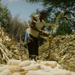 Smallholder farms.mp4